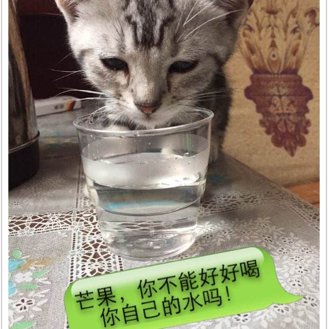 买个假的智利驾驶证